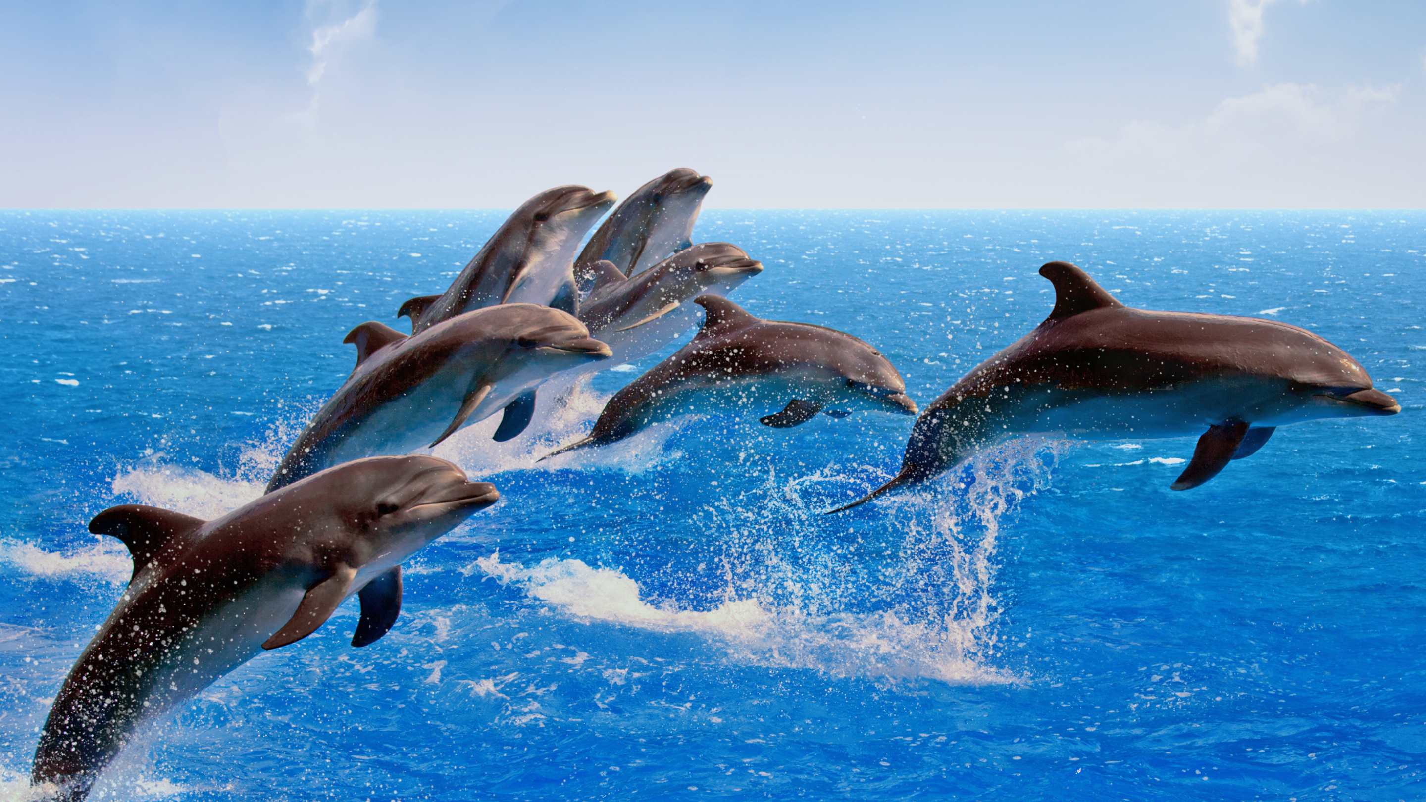 Pod of dolphins